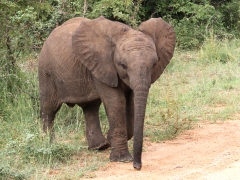 Afrikansk elefant (Loxodonta africana, African Elephant).