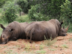 Trubbnoshörning (Ceratotherium simum, White Rhinoceros) De engelska orden wide (bred ) och white (vit) som låter lika i uttal  har lett  till ett missvisande engelskt namn.