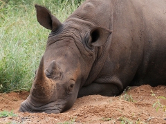 Trubbnoshörning (Ceratotherium simum, White Rhinoceros) De engelska orden wide (bred ) och white (vit) som låter lika i uttal  har lett  till ett missvisande engelskt namn.