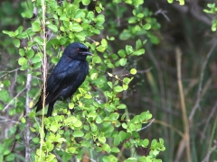 Tvärstjärtad drongo (Diicrurus_ludwigii, Square-tailed Drongo).