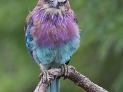 Lilabröstad blåkråka (Coracias caudatus, Lilac-breasted Roller). Kan man se mycket argare ut än så här?