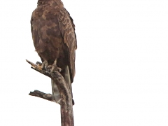 Brown Snake-Eagle (circaetus cinereus)