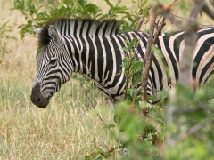 Zebra ( Equus quagga, Common Zebra).