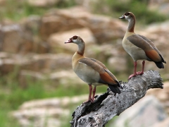 Nilgås (Alopochen aegyptiaca, Egyptian Goose).