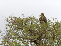 Stridsörn (Polemaetus bellicosus, Martial Eagle).