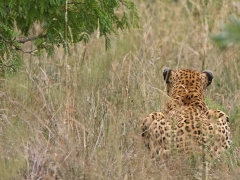 Vi hittade leoparden som här spanat in ett möjligt villebråd. (Panthera pardus, Leopard).
