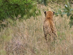 Leopard (Panthera pardus, Leopard).