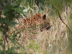 Leopard (Panthera pardus, Leopard).