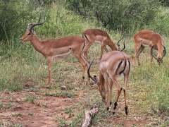 Impala (Aepyceros melampus, Impala).