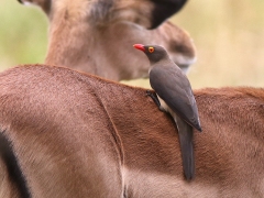 Impala (Aepyceros melampus, Impala) med rödnäbbad oxhackare (Buphagus erythrorhynchus).