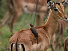 Impala (Aepyceros melampus, Impala) med rödnäbbad oxhackare (Buphagus erythrorhynchus).