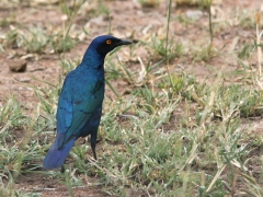 Cape Glossy Starling ? (Lamprotornis chalybaeus).