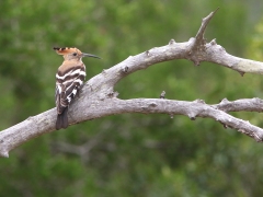 Afrikansk härfågel (Upupa africana, African Hoopoe).