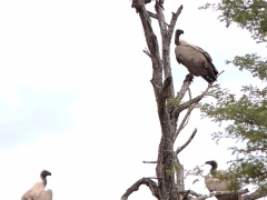 Vitryggig gam (Gyps africanus, Vhite-backed Vulture).