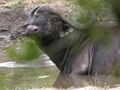 Afrikansk buffel (Syncerus caffer, African Buffalo).