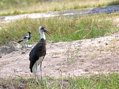 Ullhalsstork (ciconia episcopus, Wolly-necked Stork) och smedvipa (Vanellus armatus, Blacksmith Lapwing).