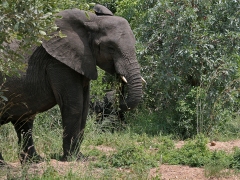 Afrikansk elefant (Loxodonta africana, African Elephant). Här var vi nog inte mer än knappt 20 meter från  den här honan med unge då hon bestämde sig för att vi var nära och kom rakt mot oss.  Det blev snabbackning med jeepen!