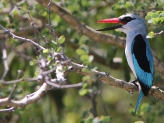 Savannkungsfiskare som poserade snällt precis vid sidan av vägen istället för tvärdyka in i och gömma sig närmsta djupa buskage! (Halcyon senegalensis, Woodland Kingfisher).