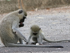 Grön markatta (Cercopithecus pygrythus, Vervet Monkey).