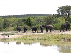 Afrikansk elefant (Loxodonta africana, African Elephant).