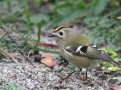 Kungsfågel (Regulus regulus, Goldcrest) Landön, Sk.