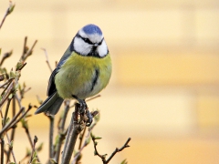 Blåmes (Cyanistes caeruleus, European Blue Tit) Teleborg, Växjö, Sm.