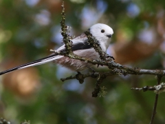 Stjärtmes (Aegithalos caudatus, Long-tailed Tit) Senoren, Ramdala, Bl.