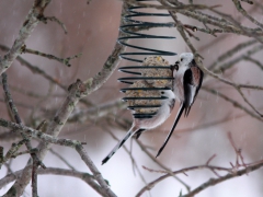 Stjärtmes (Aegithalos caudatus, Long-tailed Tit) Söder, Växjö, Sm.