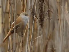 Skäggmes (Panurus biarmicus, Bearded Reedling) Herculesdammarna, Åhus, Sk.