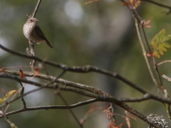 Grå flugsnappare (Muscicapa striata, Spotted Flycatcher) Senoren, Ramdala, Bl.