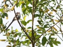 Stjärtmes juv. (Aegithalos caudatus, Long-tailed Tit) Herculesdammarna, Åhus, Sk.