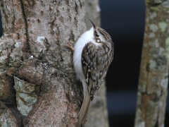 Trädkrypare (Certhia familaris, Eurasian Treecreeper) Söder, Växjö, Sm.