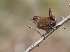 Gärdsmyg (Troglodytes troglodytes, Winter Wren) Nässjön, Bl.