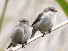 Pungmes juv (Remiz pendulinus, Eurasian Penduline Tit) Herculesdammarna, Åhus, Sk.