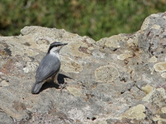 Klippnötväcka (Sitta neumayer, Western Rock Nuthatch) Lesvos, Greece.