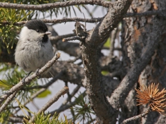 Talltita (Poecile montanus, Willow Tit)  Kuravaara, Jukkasjärvi, Tlm.