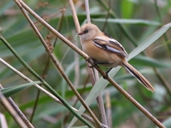 Skäggmes (Panurus biarmicus, Bearded Reedling) Herculesdammarna, Åhus, Sk.