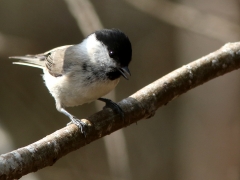 Entita (Poecile palustris, Marsh Tit) S. Bergundasjön, Växjö, Sm.