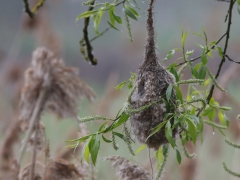 Pungmes, bo (Remiz pendulinus, Eurasian Penduline Tit )Tykocin, Bialowieza, Poland