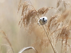 Pungmes (Remiz pendulinus, Eur. Penduline Tit) Tykocin, Bialowieza, Poland.