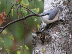 Nötväcka (Sitta europaea, Eurasian Nuthatch)  Senoren, Ramdala, Bl.