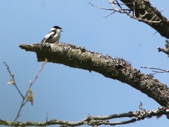 Halsbandsflugsnappare, hane (Ficedula albicollis, Collored Flycatcher)Bialowieza, Poland.