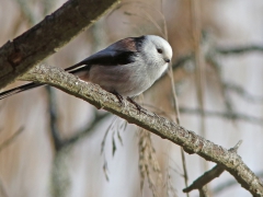 Stjärtmes (Aegithalos caudatus, Long-tailed Tit) Bokhultet NR, Växjö, Sm.