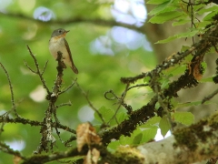 Mindre flugsnappare ad hane (Ficedula parva, Redbreasted Flycatcher) Kalahöjden, Bokhultets NR, Växjö, Sm.