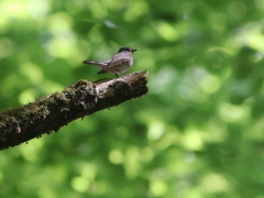 Mindre flugsnappare ad hane (Ficedula parva, Redbreasted Flycatcher) Kalahöjden, Bokhultets NR, Växjö, Sm.