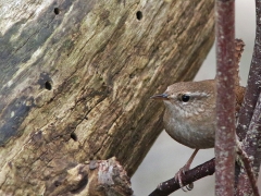 Gärdsmyg (Troglodytes troglodytes, Winter Wren) Kristianstad, Sk.