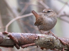 Gärdsmyg (Troglodytes troglodytes, Winter Wren) Kristianstad, Sk.