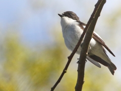 Svartvit flugsnappare, hane (Ficedula hypoleuca, Pied Flycatcher). Södra Lunden, Öl.