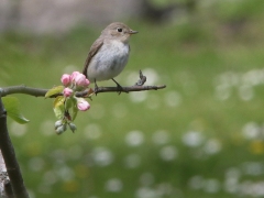 Mindre flugsnappare , hona (Ficedula parva, Redbreasted Flycatcher). Södra Lunden, Ottenby, Öl.