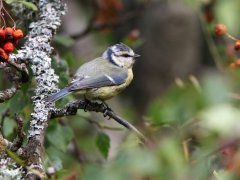 Blåmes (Cyanistes caeruleus, European Blue Tit) Senoren, Ramdala, Bl.